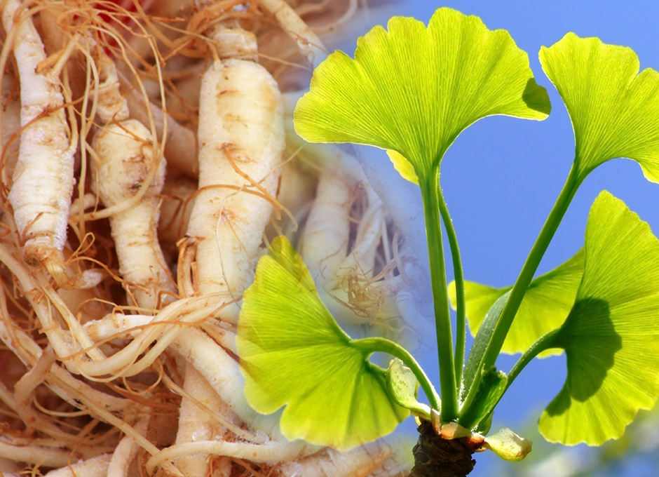 El Ginseng Y El Ginkgo Biloba Aumentan La Potencia Cerebral Dsalud