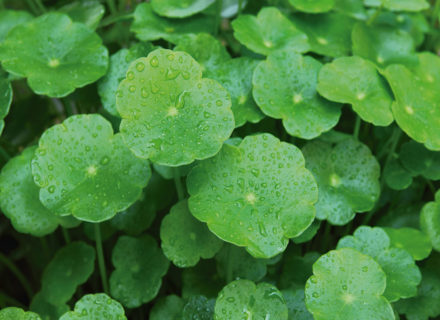 CENTELLA